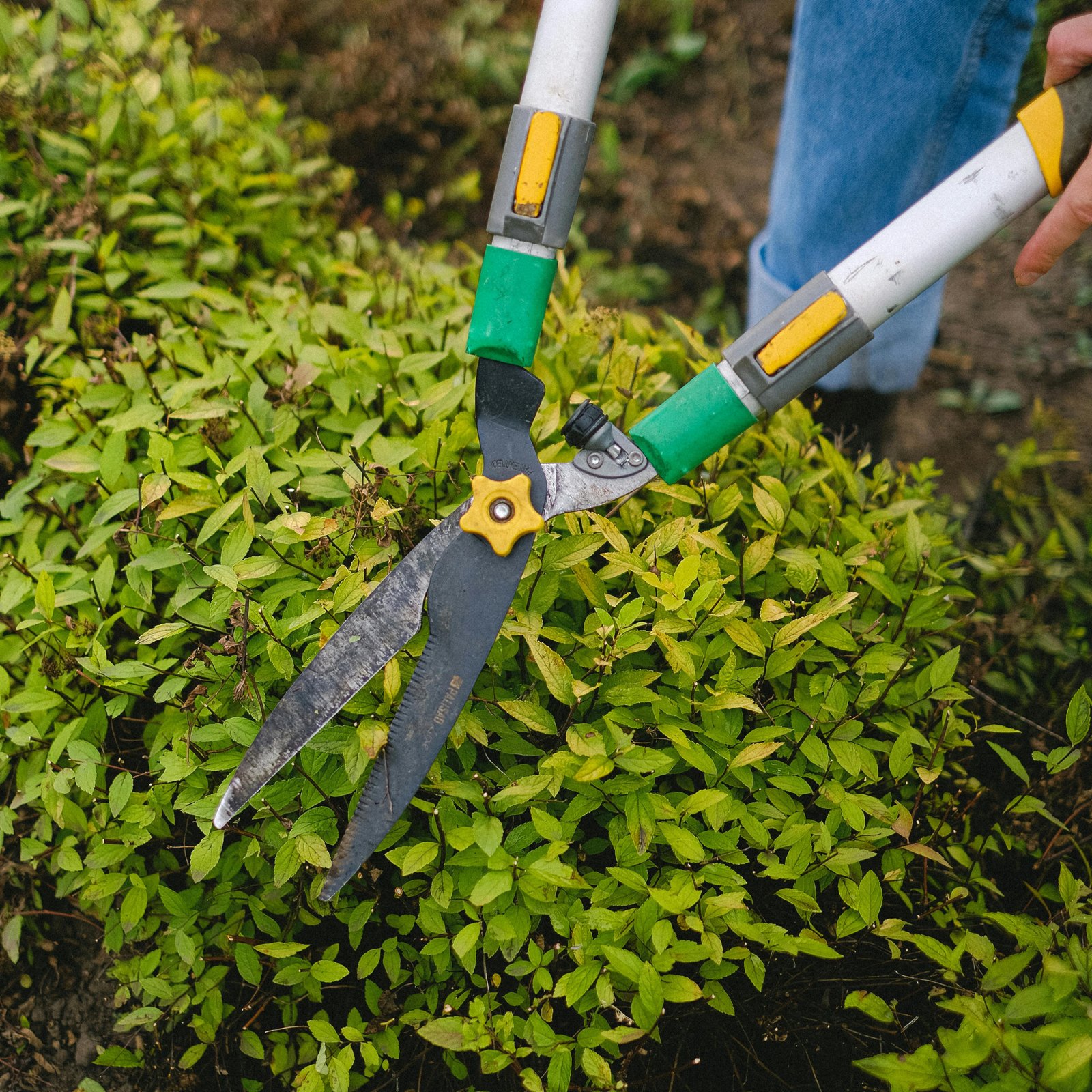 Vakkundig snoeien van hagen en bomen, ook op hoogte